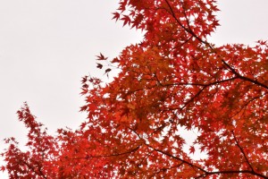 E9546338-C177-42F1-94FD-51846B6DBF75