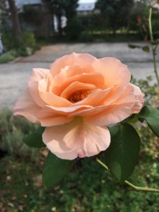 IMG_4589