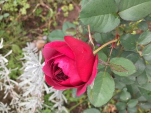 IMG_4777