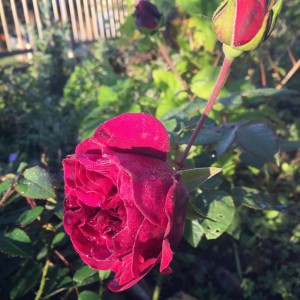 IMG_4684