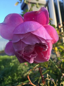 IMG_4848